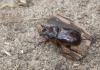 Oryctes nasicornis